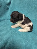 Ziggy, a male Poodle - Toy  for sale in Toledo, IL – 2 of 3