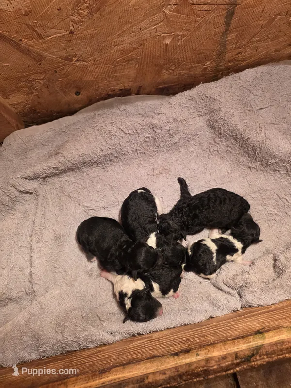 Asher – Poodle - Toy  puppy for sale in Toledo, IL