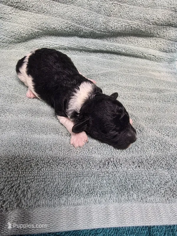 Ziggy – Poodle - Toy  puppy for sale in Toledo, IL