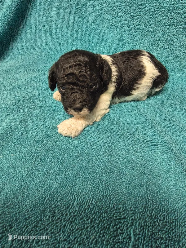 Ziggy – Poodle - Toy  puppy for sale in Toledo, IL