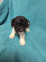 Ziggy, a male Poodle - Toy  for sale in Toledo, IL – 3 of 3