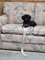 Nala, a female Poodle - Toy  for sale in Toledo, IL – 2 of 3