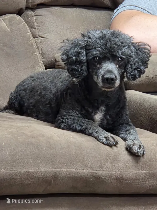 Nala – Poodle - Toy  puppy for sale in Toledo, IL
