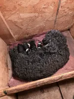 Nala, a female Poodle - Toy  for sale in Toledo, IL – 3 of 3