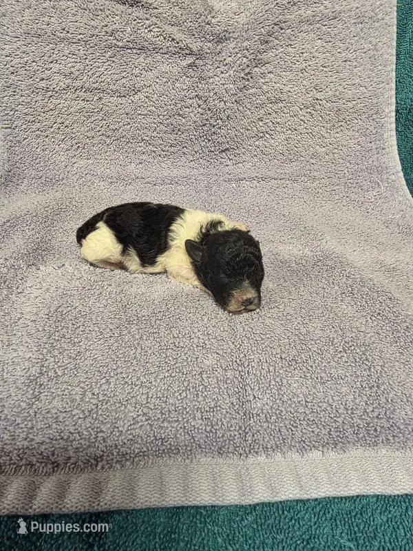Chloe – Poodle - Toy  puppy for sale in Toledo, IL