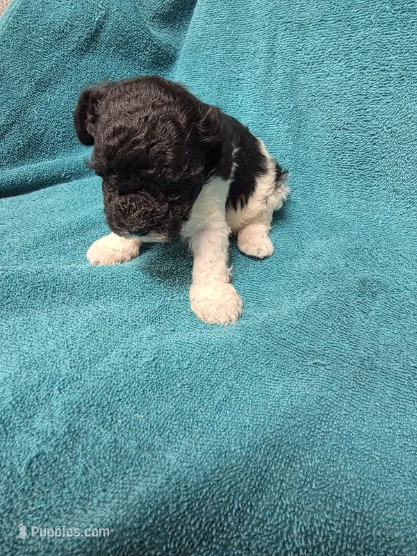Ziggy – Poodle - Toy  puppy for sale in Toledo, IL