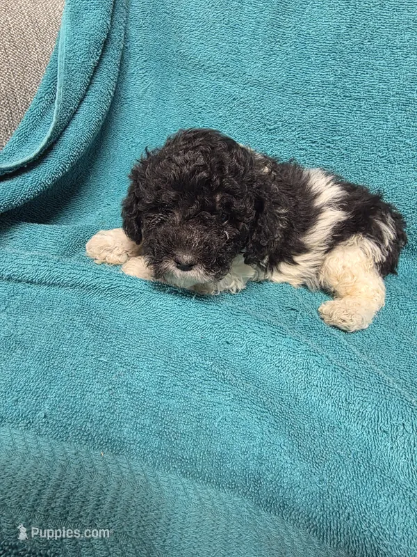 Ziggy – Poodle - Toy  puppy for sale in Toledo, IL
