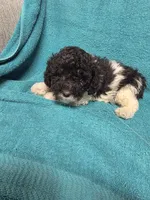 Ziggy, a male Poodle - Toy  for sale in Toledo, IL – 1 of 3