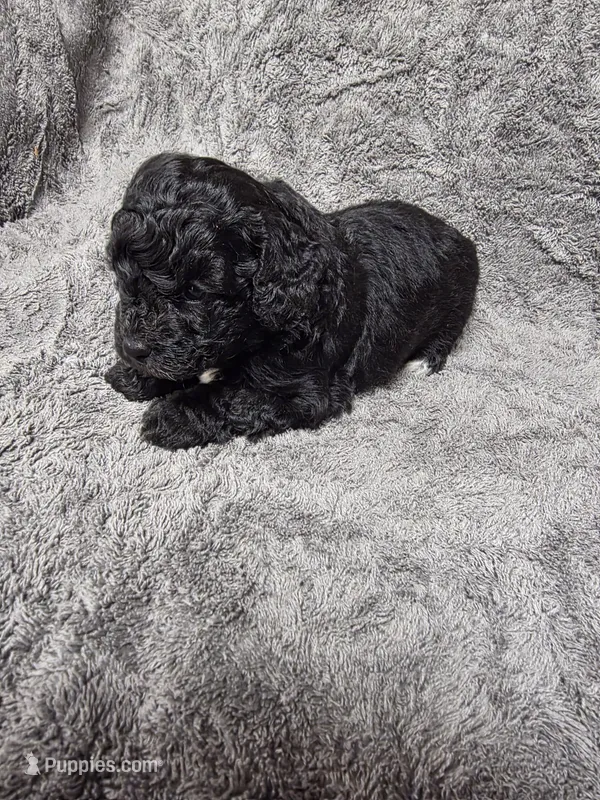 Darcey – Poodle - Toy  puppy for sale in Toledo, IL