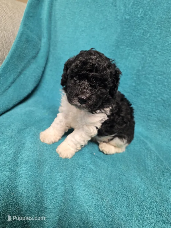 Asher – Poodle - Toy  puppy for sale in Toledo, IL