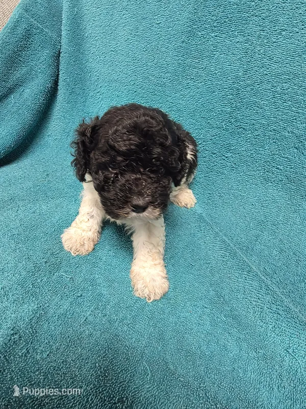 Ziggy – Poodle - Toy  puppy for sale in Toledo, IL