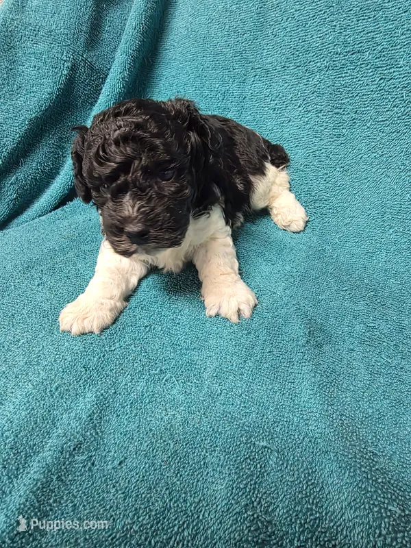 Asher – Poodle - Toy  puppy for sale in Toledo, IL