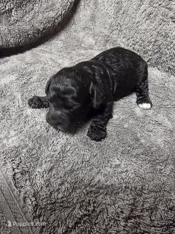 Darcey – Poodle - Toy  puppy for sale in Toledo, IL