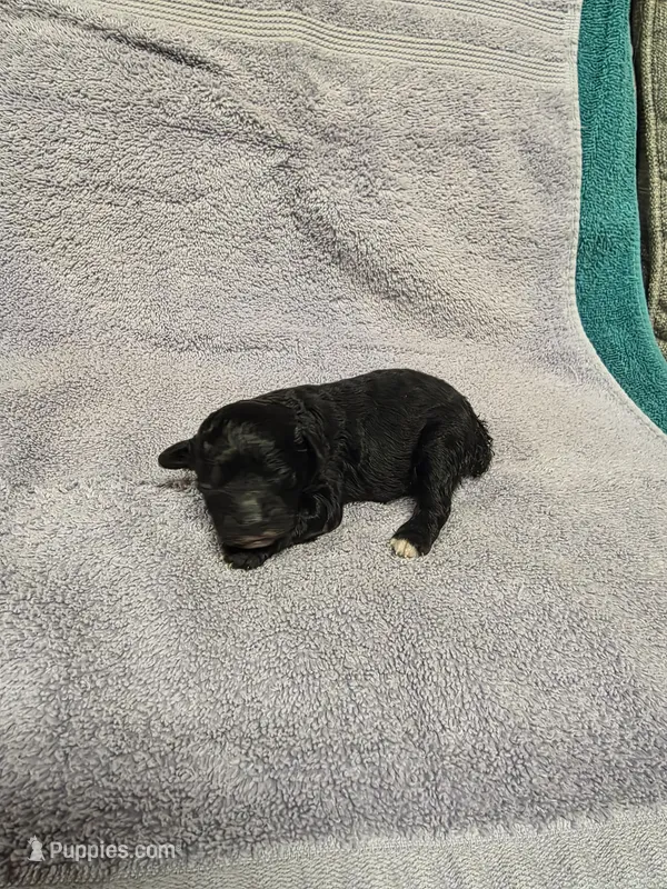 Darcey – Poodle - Toy  puppy for sale in Toledo, IL