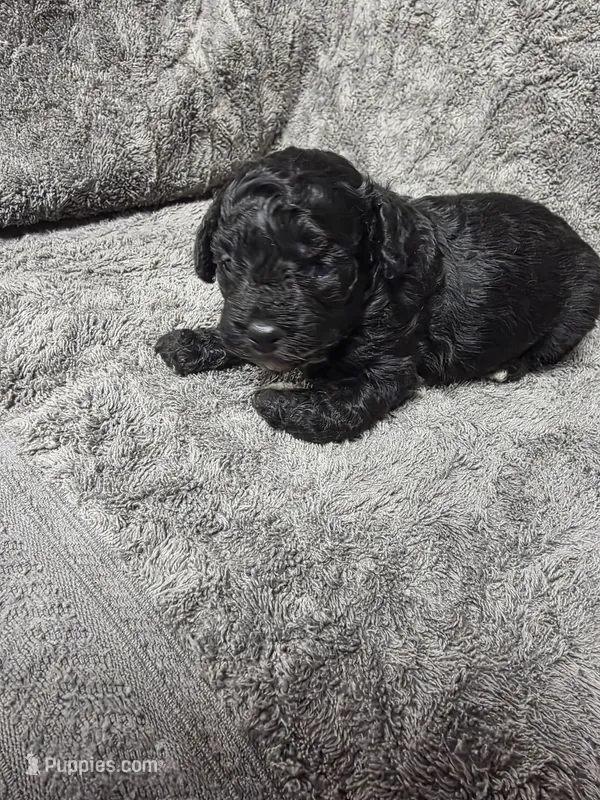 Darcey – Poodle - Toy  puppy for sale in Toledo, IL