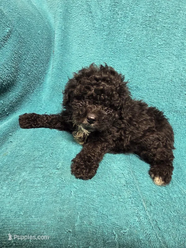 Billy – Poodle - Toy  puppy for sale in Toledo, IL