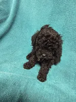 Billy, a male Poodle - Toy  for sale in Toledo, IL – 2 of 2