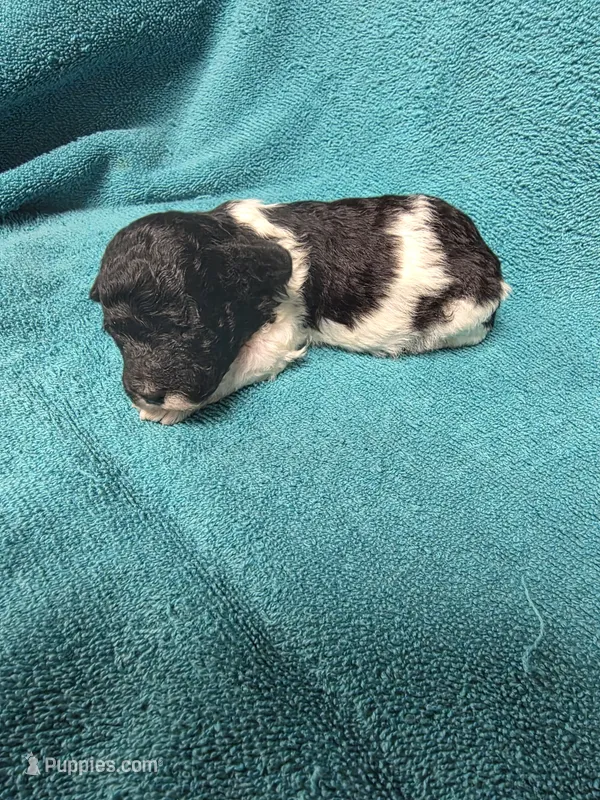 Ziggy – Poodle - Toy  puppy for sale in Toledo, IL