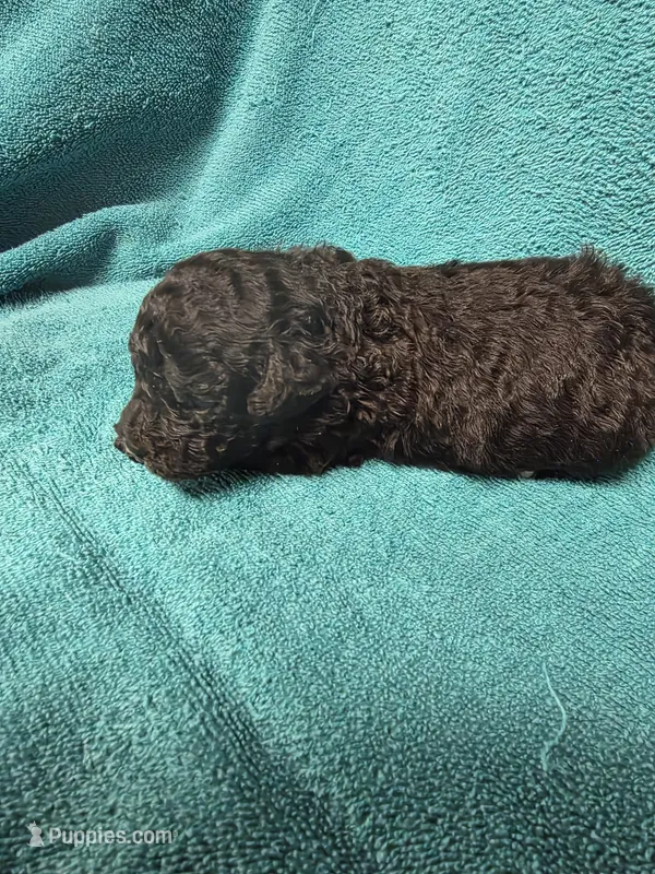 Billy – Poodle - Toy  puppy for sale in Toledo, IL