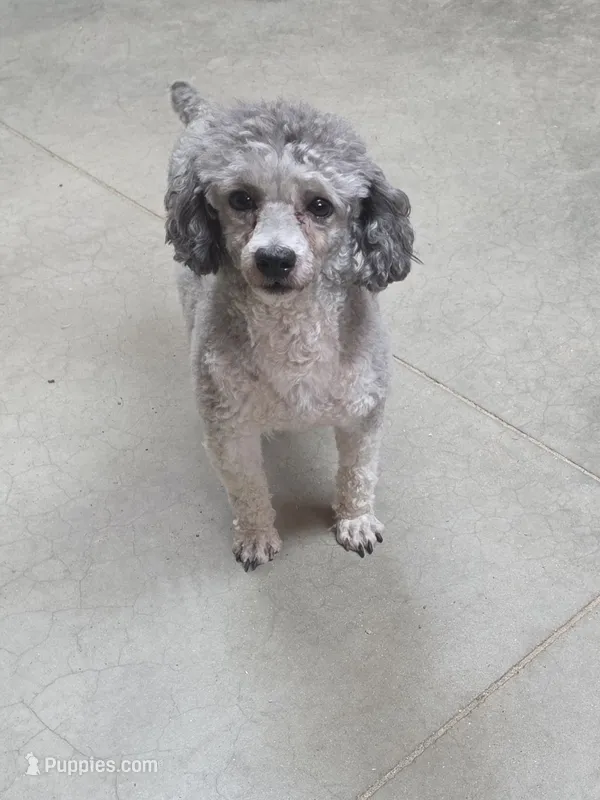 Forrest – Poodle - Toy  puppy for sale in Toledo, IL