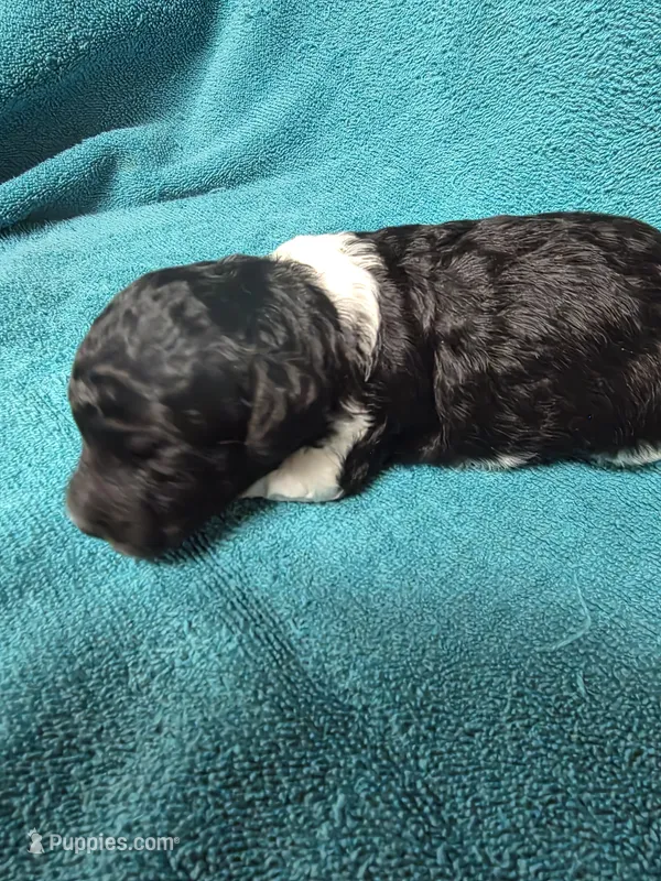 Asher – Poodle - Toy  puppy for sale in Toledo, IL