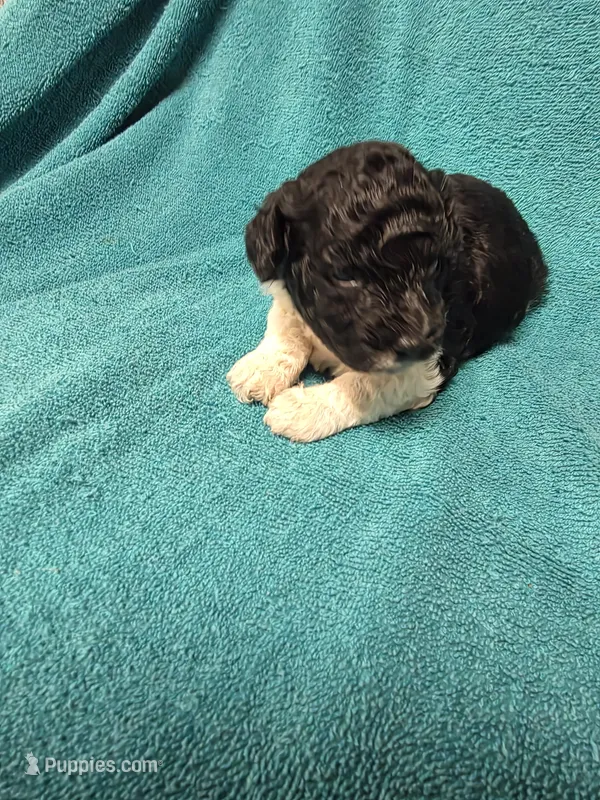 Asher – Poodle - Toy  puppy for sale in Toledo, IL