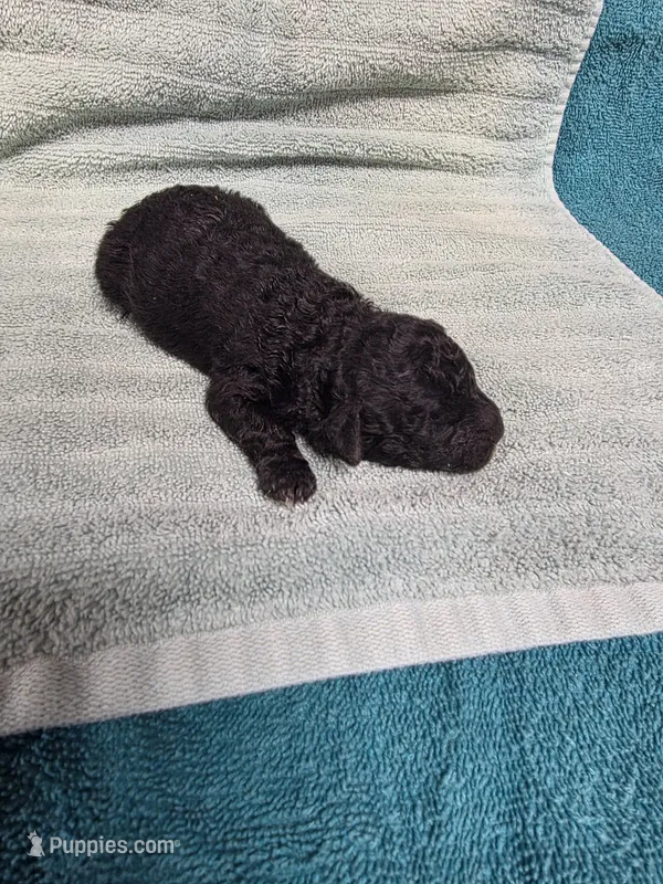 Billy – Poodle - Toy  puppy for sale in Toledo, IL