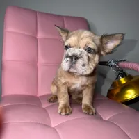 Ari, a female French Bulldog for sale in Virginia Beach, VA – Photo 8 of 10