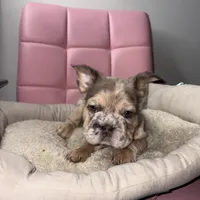 Ari, a female French Bulldog for sale in Virginia Beach, VA – Photo 9 of 10