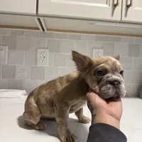 Ari, a female French Bulldog for sale in Virginia Beach, VA – Photo 5 of 10