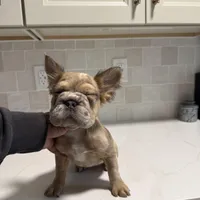 Ari, a female French Bulldog for sale in Virginia Beach, VA – Photo 2 of 10