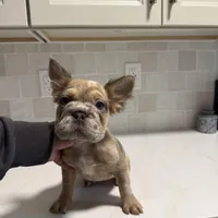 Ari, a female French Bulldog for sale in Virginia Beach, VA – Photo 1 of 10