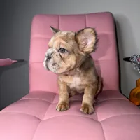 Ari, a female French Bulldog for sale in Virginia Beach, VA – Photo 7 of 10