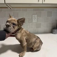 Ari, a female French Bulldog for sale in Virginia Beach, VA – Photo 3 of 10