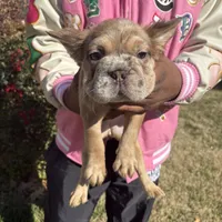 Ari, a female French Bulldog for sale in Virginia Beach, VA – Photo 4 of 10