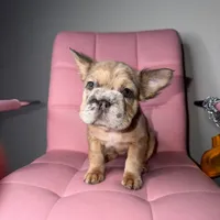 Ari, a female French Bulldog for sale in Virginia Beach, VA – Photo 6 of 10