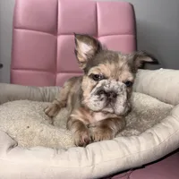 Ari, a female French Bulldog for sale in Virginia Beach, VA – Photo 10 of 10