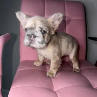 Sweetie, a female French Bulldog for sale in Virginia Beach, VA – Photo 8 of 10