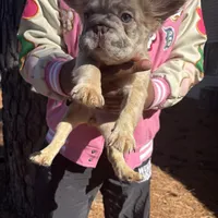 Sweetie, a female French Bulldog for sale in Virginia Beach, VA – Photo 4 of 10