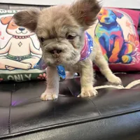 Sweetie, a female French Bulldog for sale in Virginia Beach, VA – Photo 10 of 10