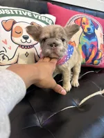 processed/4620103e-f89a-4298-af4c-58437d47d150/listing/c7da752e-d21e-4280-8ff3-3fc86e7e6fa0/461fbd95-693a-4426-9bbd-fbe913805832