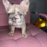 Sweetie, a female French Bulldog for sale in Virginia Beach, VA – Photo 7 of 10