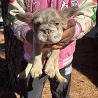 Sweetie, a female French Bulldog for sale in Virginia Beach, VA – Photo 3 of 10