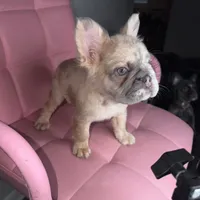 Sweetie, a female French Bulldog for sale in Virginia Beach, VA – Photo 9 of 10