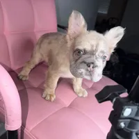 Sweetie, a female French Bulldog for sale in Virginia Beach, VA – Photo 6 of 10