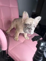 processed/4620103e-f89a-4298-af4c-58437d47d150/listing/c7da752e-d21e-4280-8ff3-3fc86e7e6fa0/6d77f7dc-cf40-4a86-8ed3-a7a9245e6c17