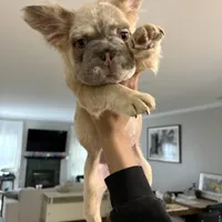 Sweetie, a female French Bulldog for sale in Virginia Beach, VA – Photo 2 of 10