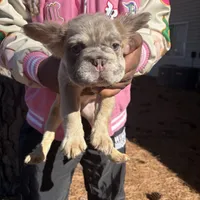 Sweetie, a female French Bulldog for sale in Virginia Beach, VA – Photo 5 of 10