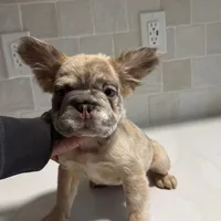 Sweetie, a female French Bulldog for sale in Virginia Beach, VA – Photo 1 of 10