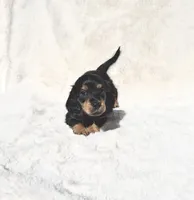 SOLD-Black & Tan Male - Goose, a male Miniature Dachshund for sale in Harrison, TN – 3 of 7